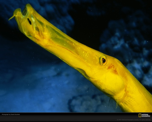 ���� National Geographic ���� 14