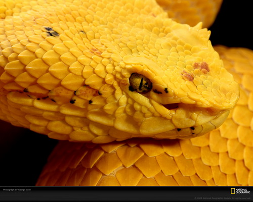 ���� National Geographic ���� 17
