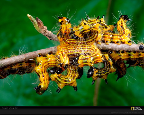 ���� National Geographic ���� 21