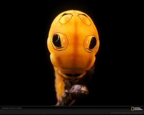 ���� National Geographic ���� 22