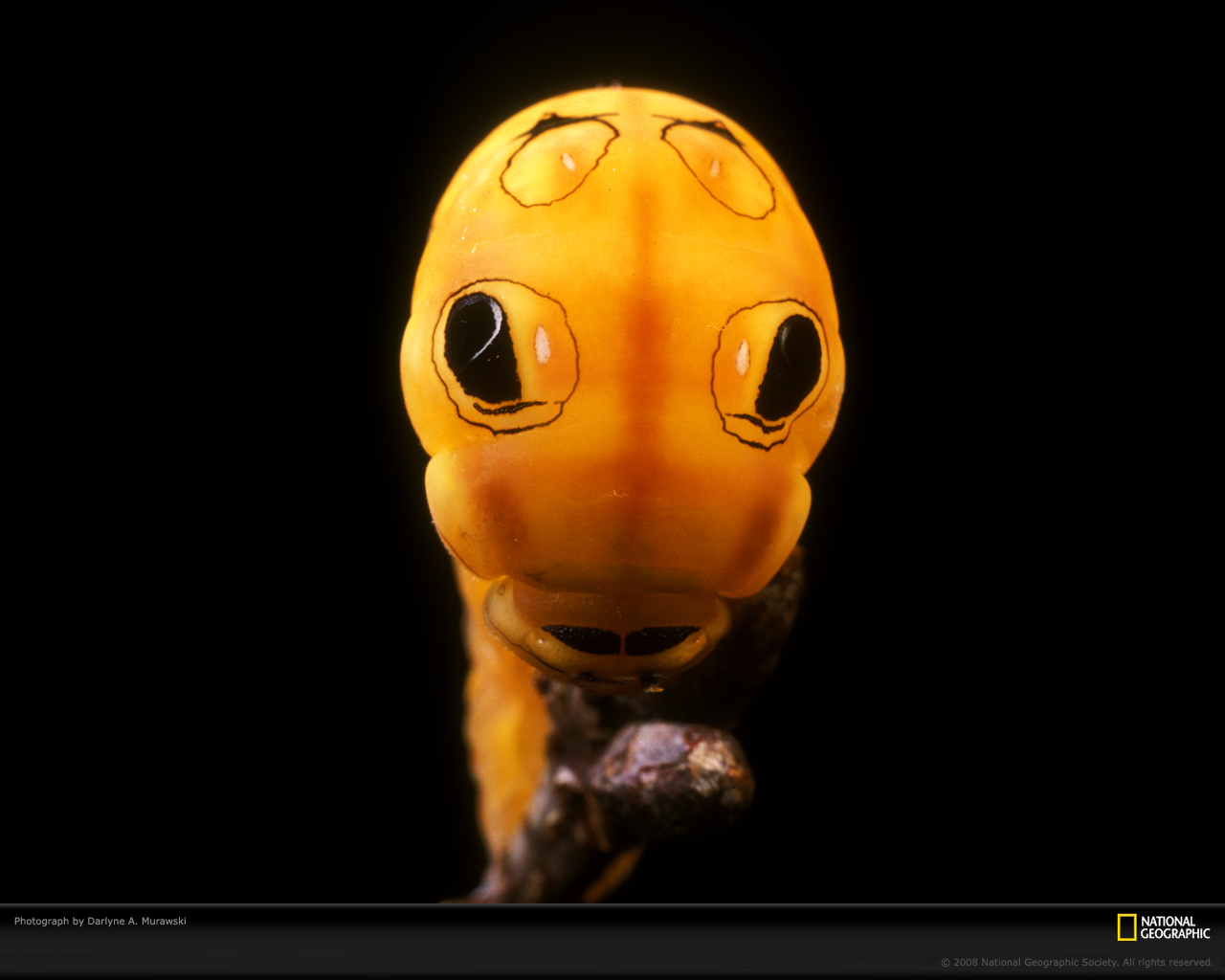 ���� National Geographic :: ���������� 1