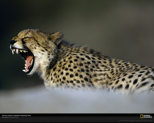 ���� National Geographic ���� 27