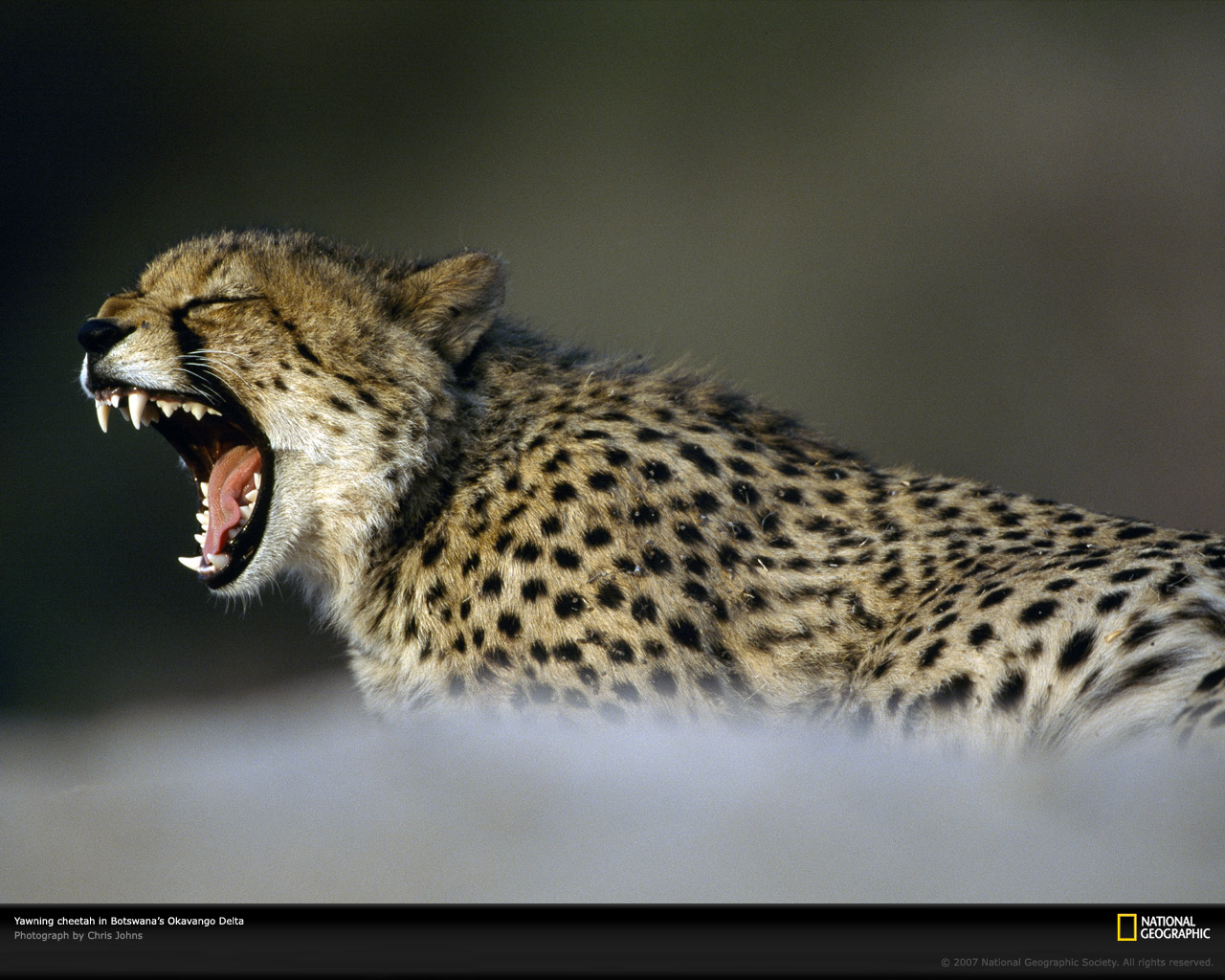 ���� National Geographic :: ���������� 1