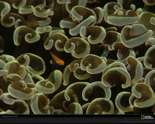 ���� National Geographic ���� 28