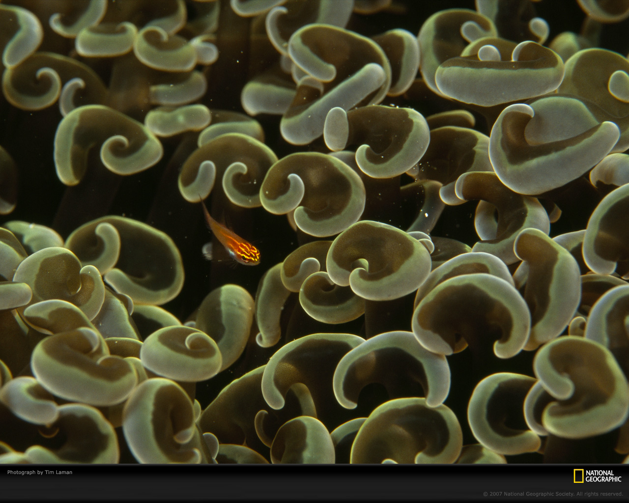���� National Geographic :: ���������� 1