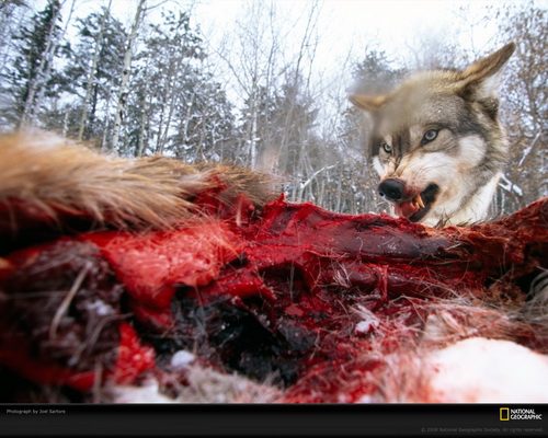 ���� National Geographic ���� 30