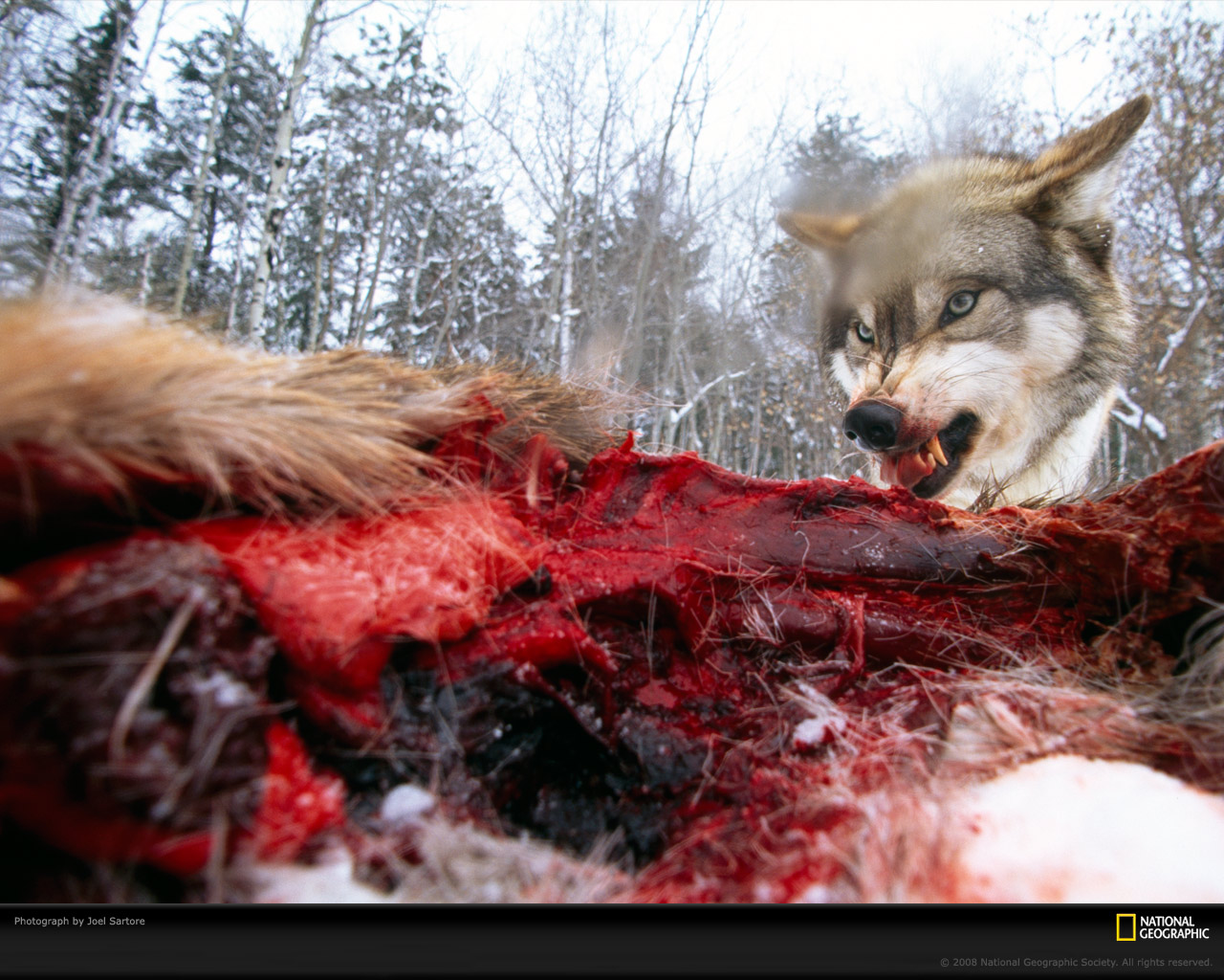 ���� National Geographic :: ���������� 1