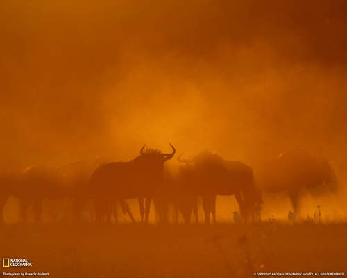 ���� National Geographic ���� 34