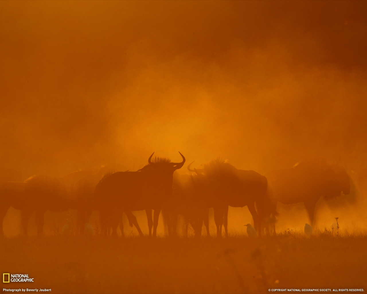 ���� National Geographic :: ���������� 1