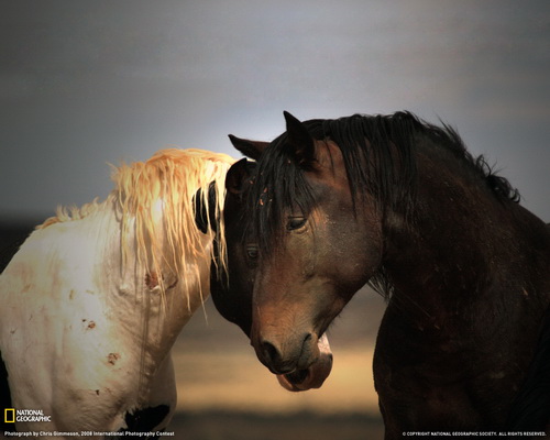 ���� National Geographic ���� 35