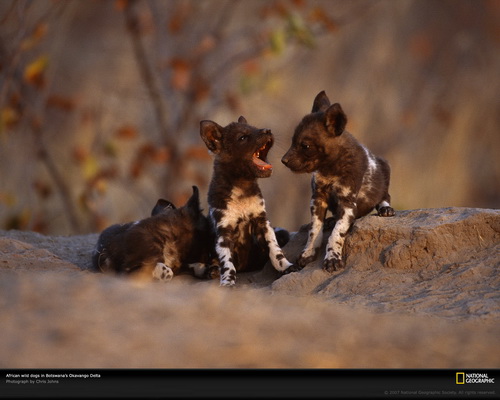 ���� National Geographic ���� 36
