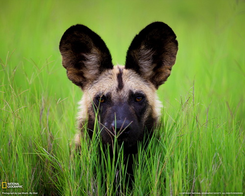 ���� National Geographic ���� 37