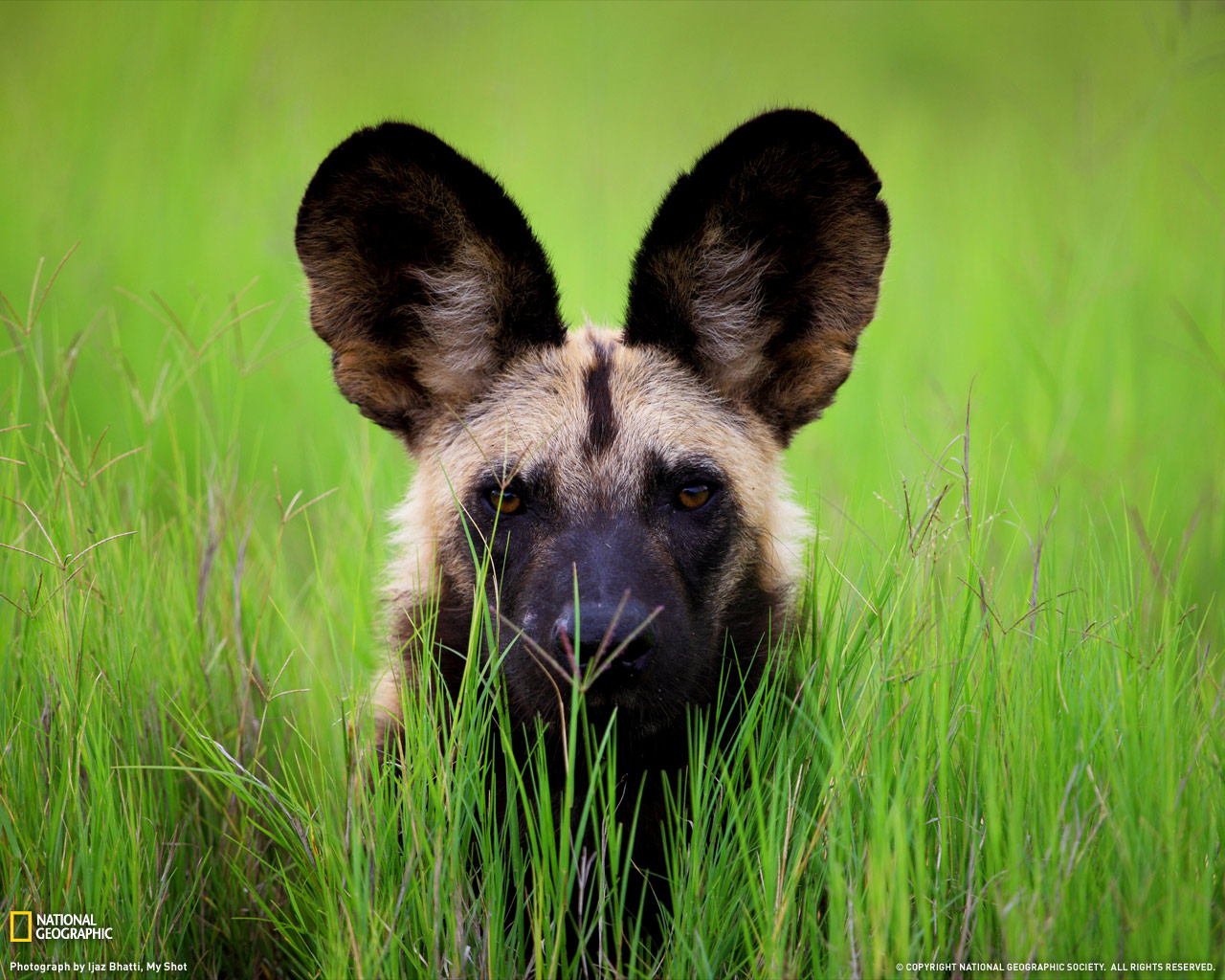 ���� National Geographic :: ���������� 1