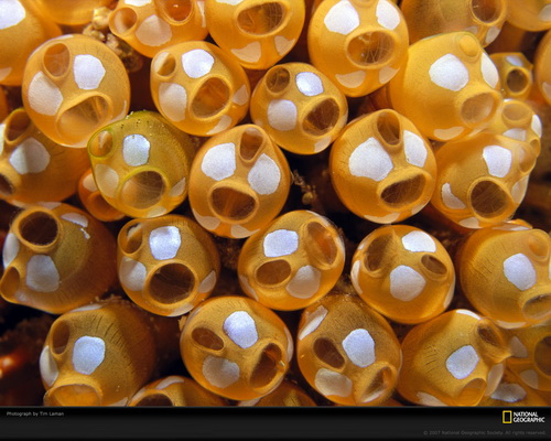 ���� National Geographic ���� 39