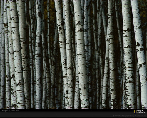 ���� National Geographic ���� 41