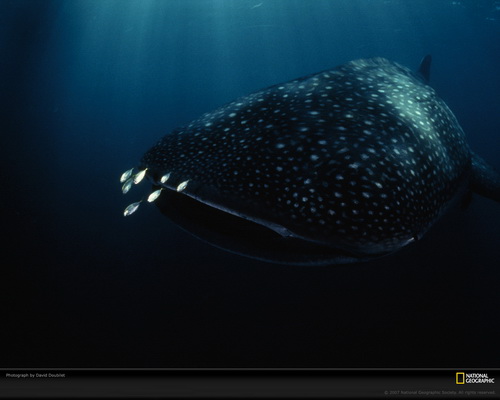 ���� National Geographic ���� 44