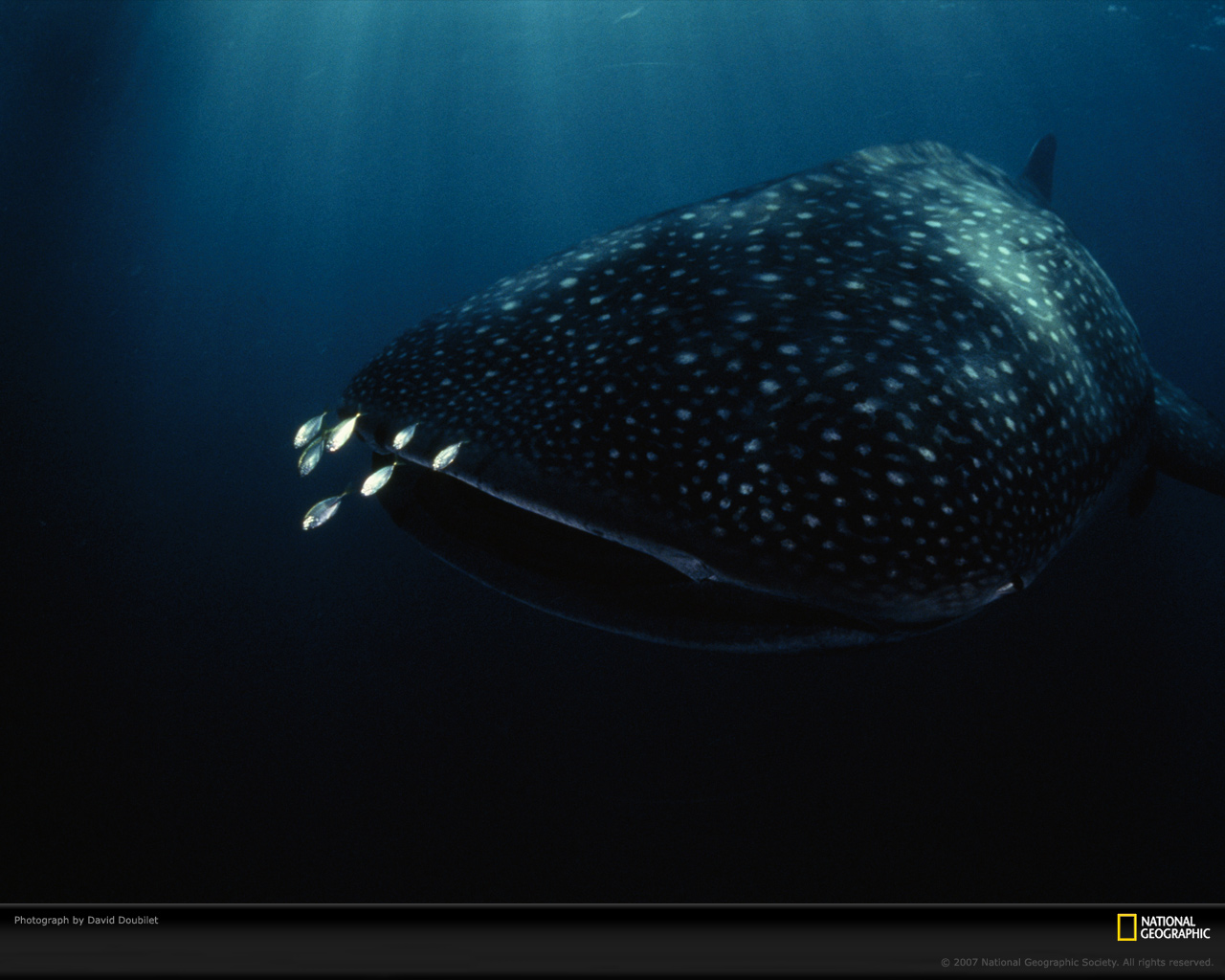 ���� National Geographic :: ���������� 1