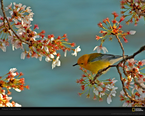 ���� National Geographic ���� 55