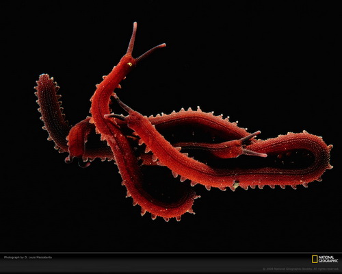 ���� National Geographic ���� 60
