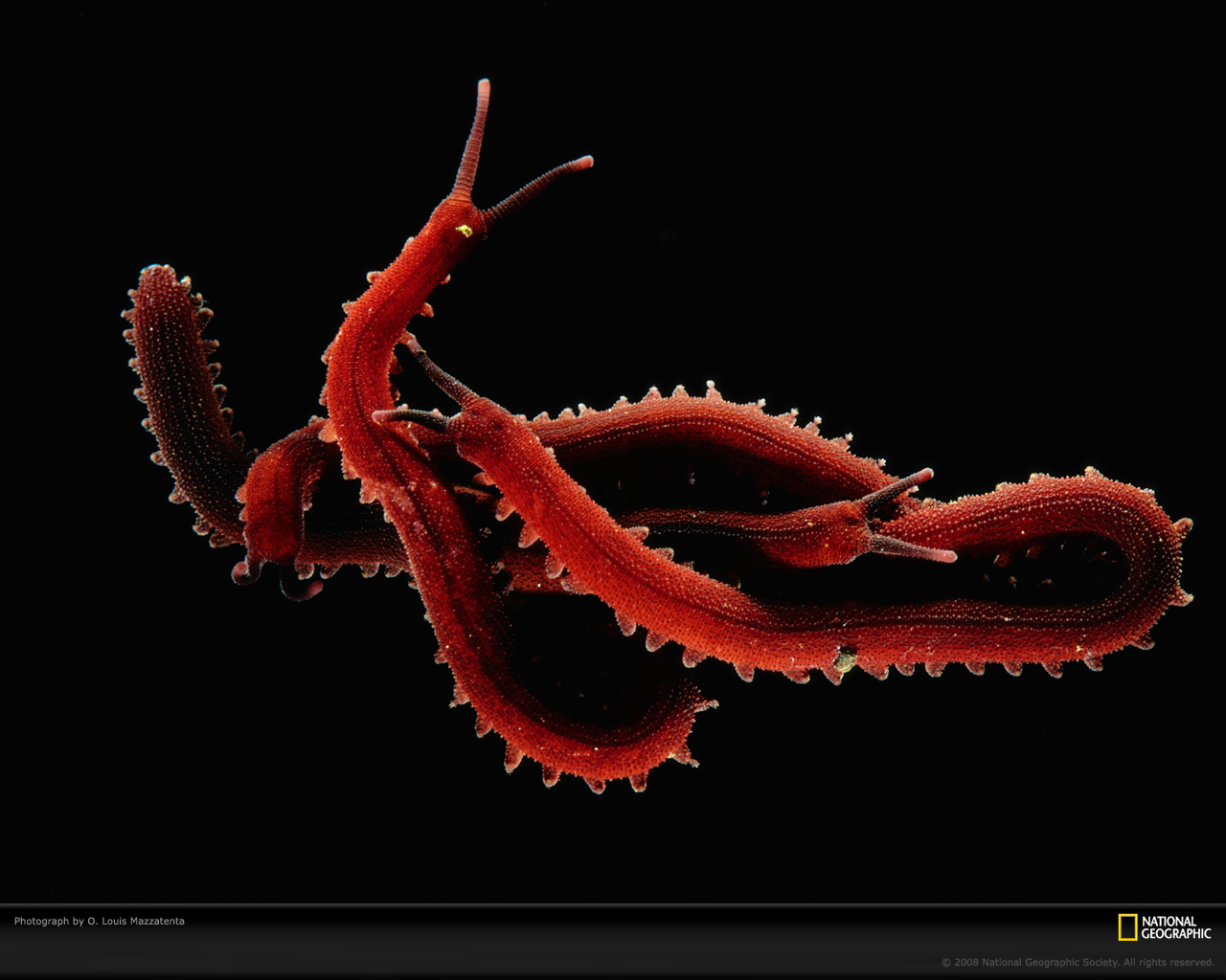 ���� National Geographic :: ���������� 1