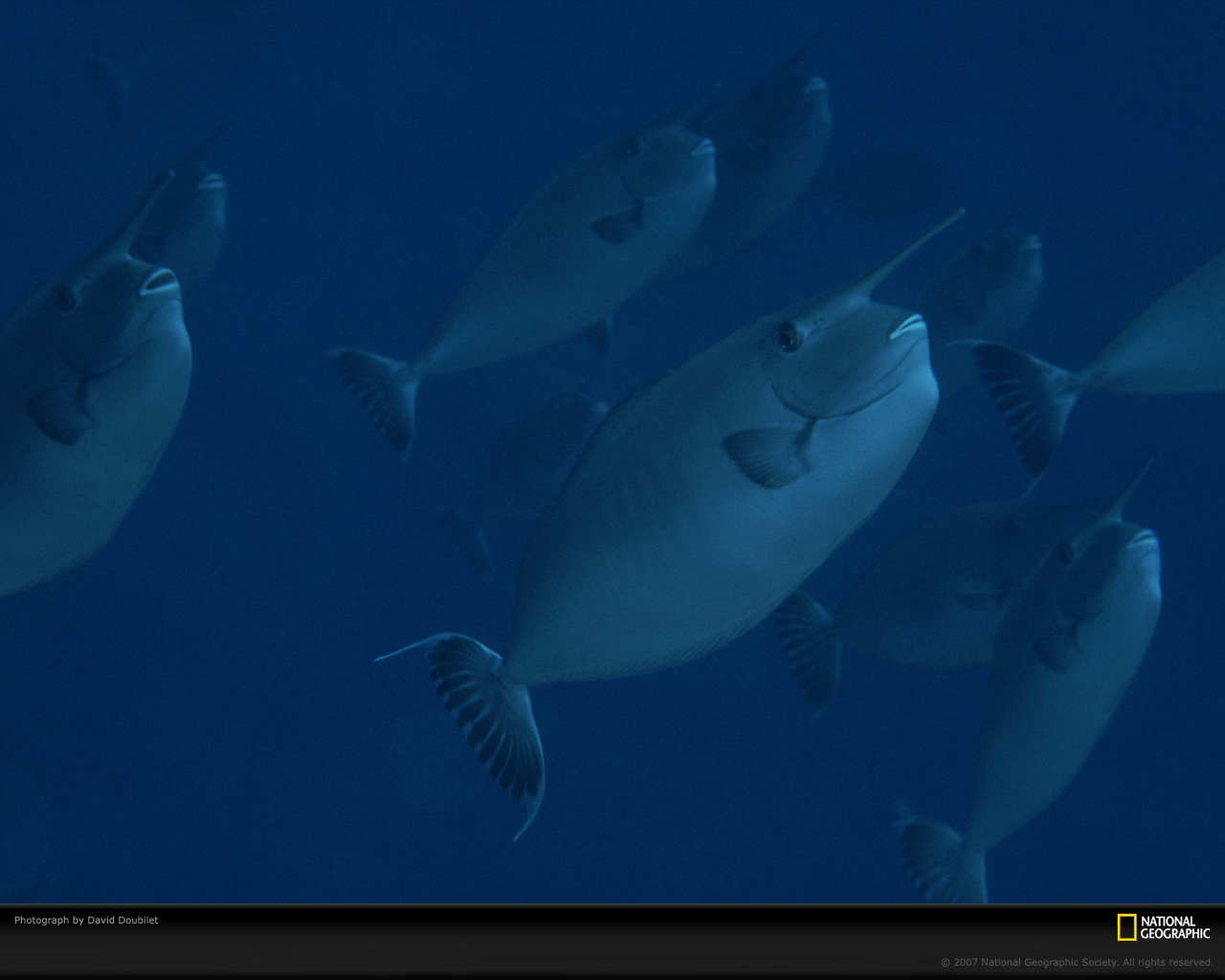 ���� National Geographic :: ���������� 1