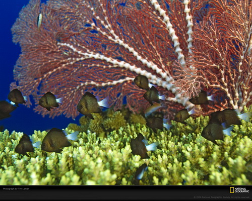 ���� National Geographic ���� 68