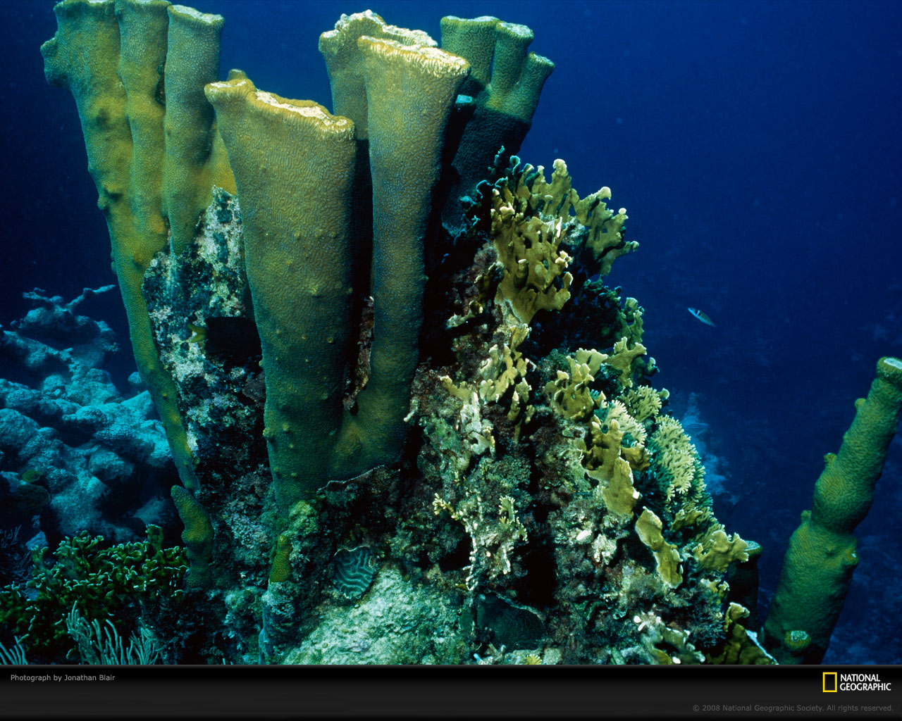 ���� National Geographic :: ���������� 1