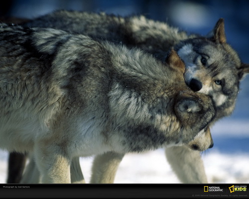 ���� National Geographic ���� 73