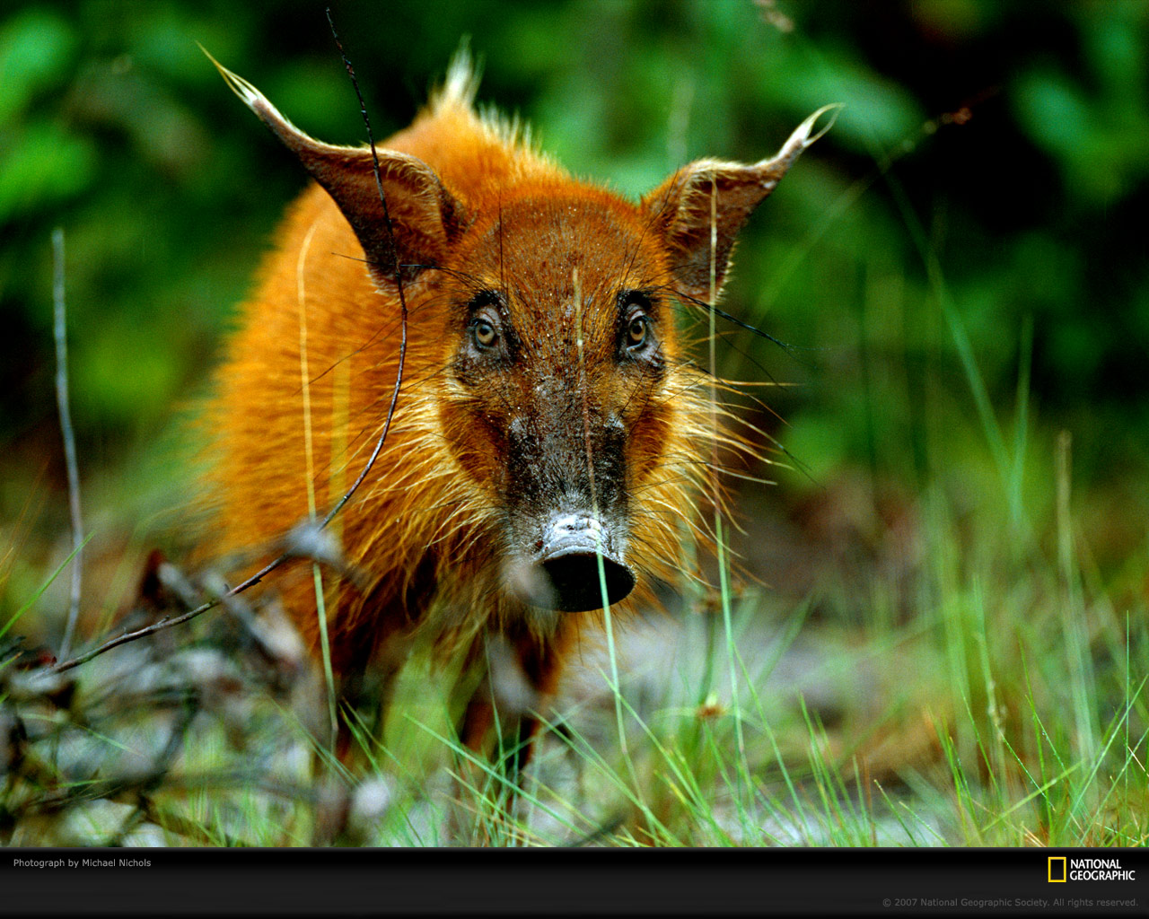 ���� National Geographic :: ���������� 1