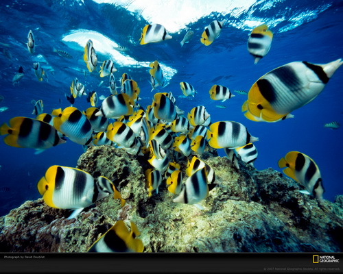 National Geographic ���� 4