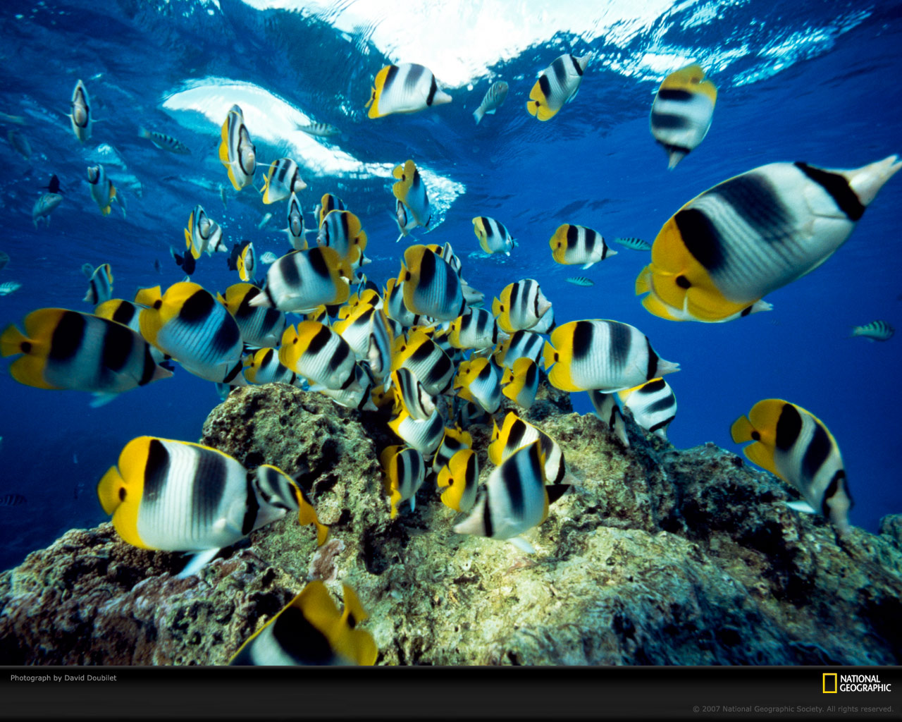 National Geographic :: ���������� 1