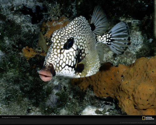 National Geographic ���� 5
