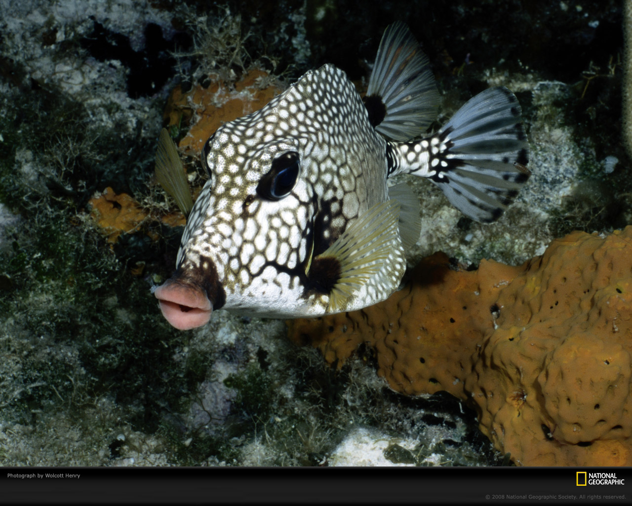 National Geographic :: ���������� 1