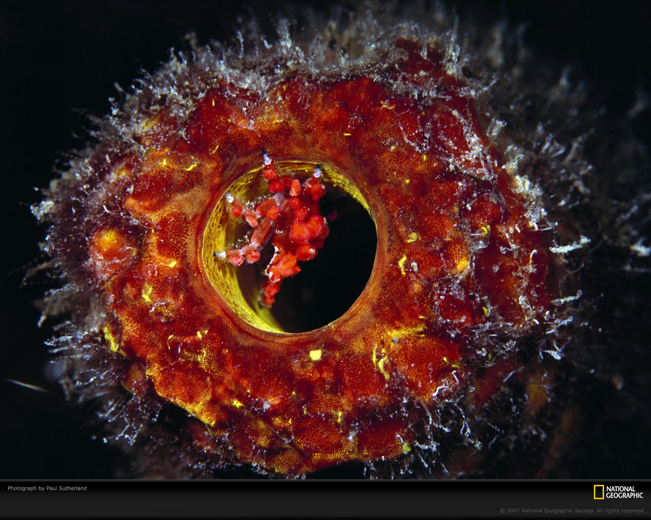 National Geographic :: ���������� 1