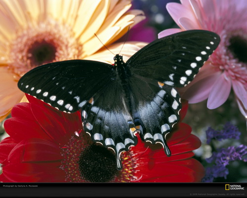 National Geographic ���� 44