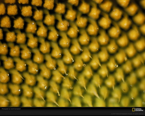 National Geographic ���� 51