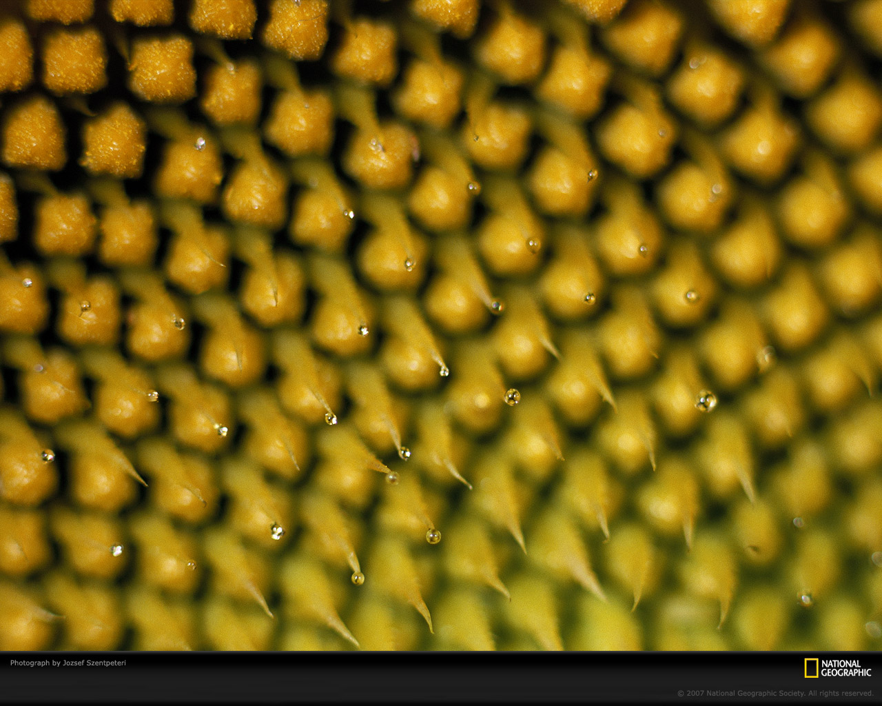 National Geographic :: ���������� 1