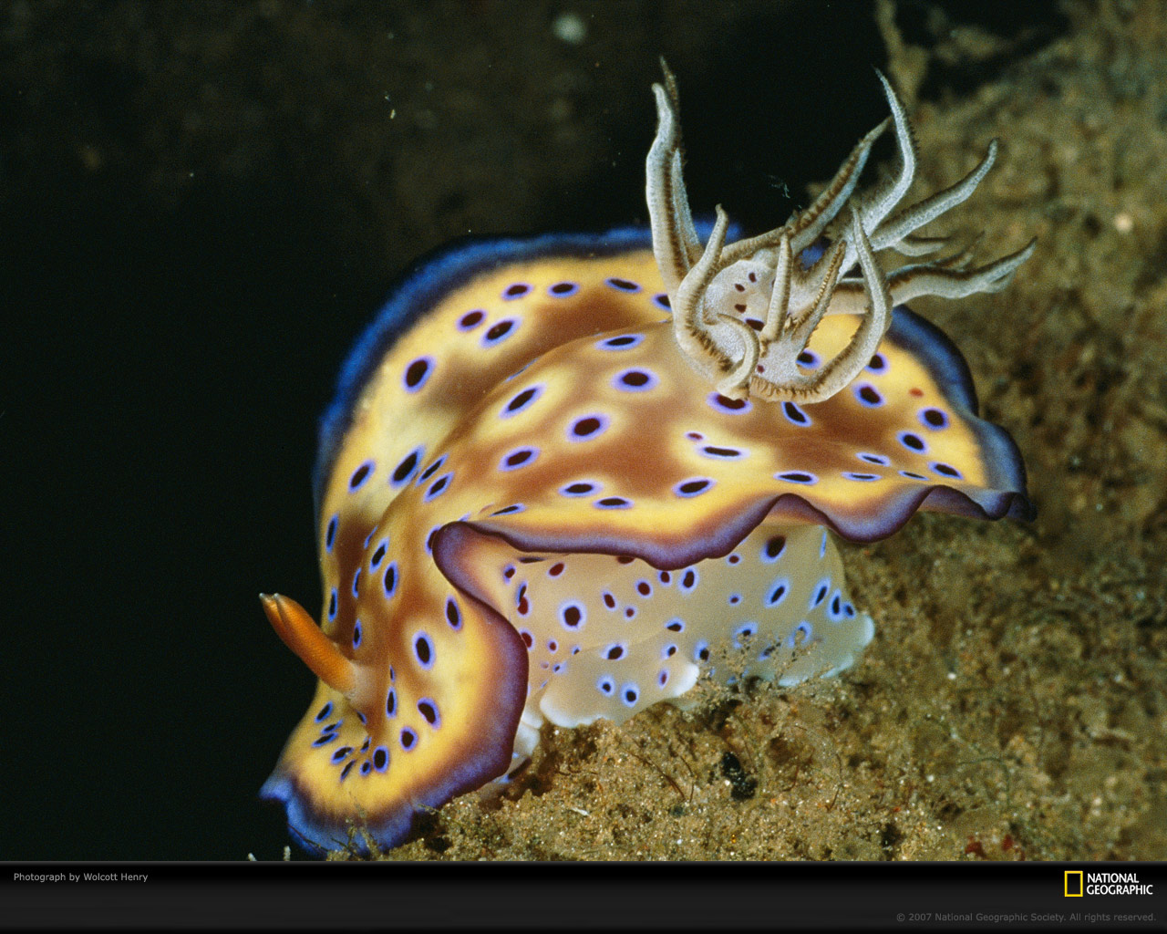 National Geographic :: ���������� 1