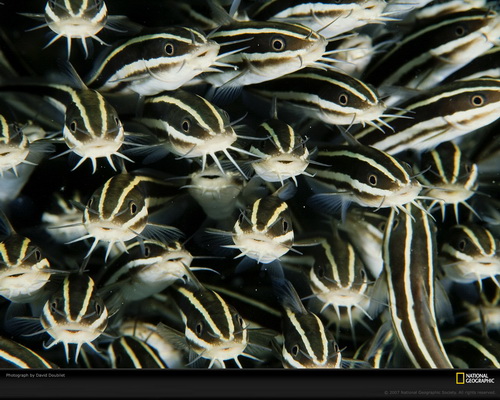 National Geographic ���� 58