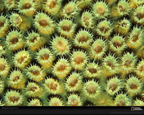 National Geographic ���� 64