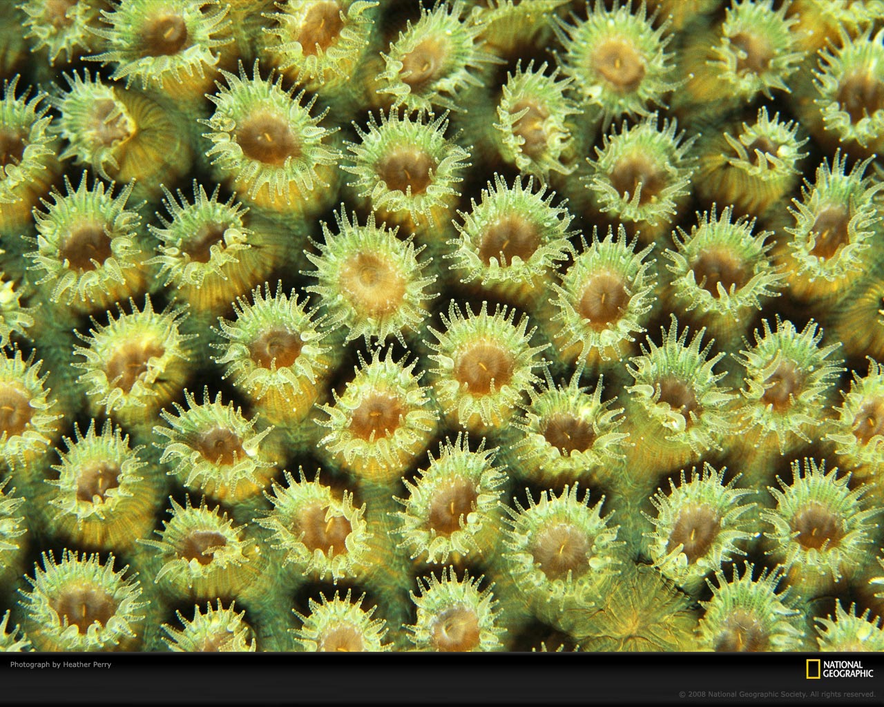 National Geographic :: ���������� 1