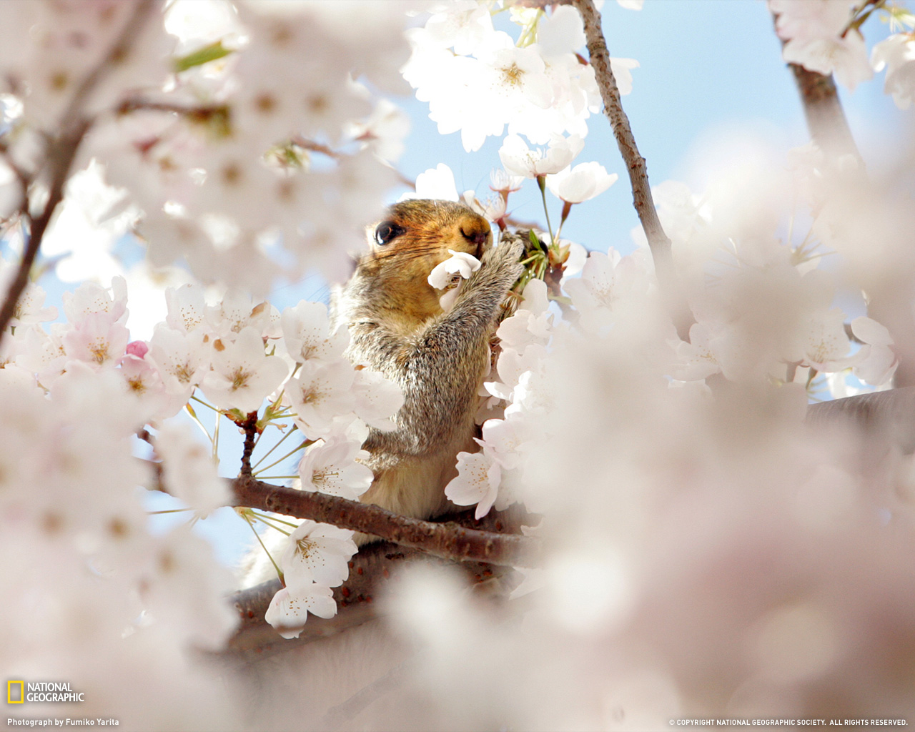 National Geographic :: ���������� 1