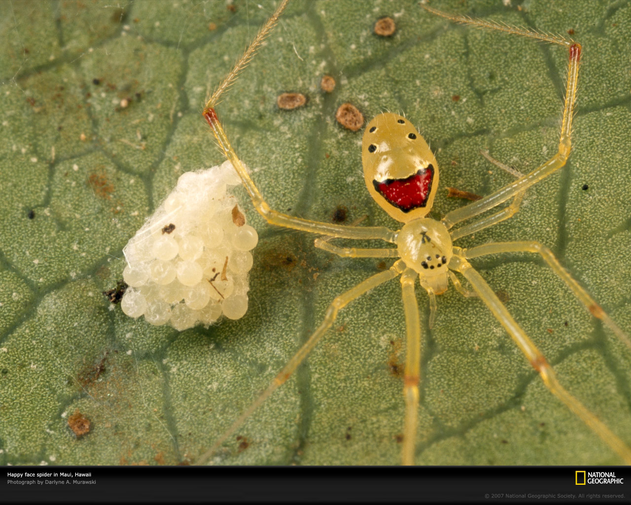 National Geographic :: ���������� 1