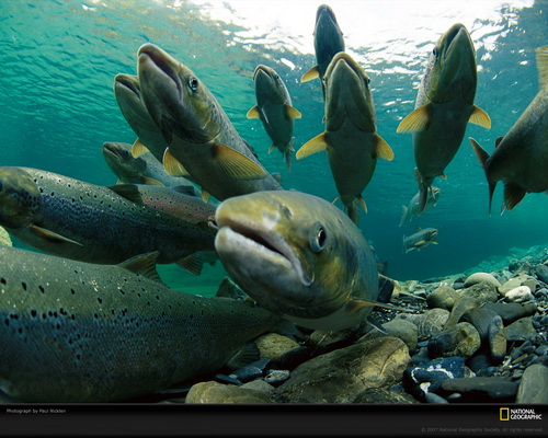 National Geographic ���� 71