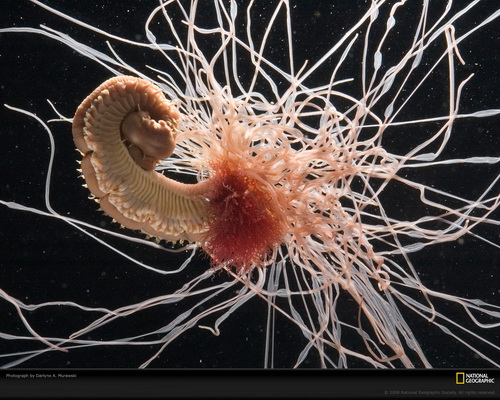 National Geographic ���� 73