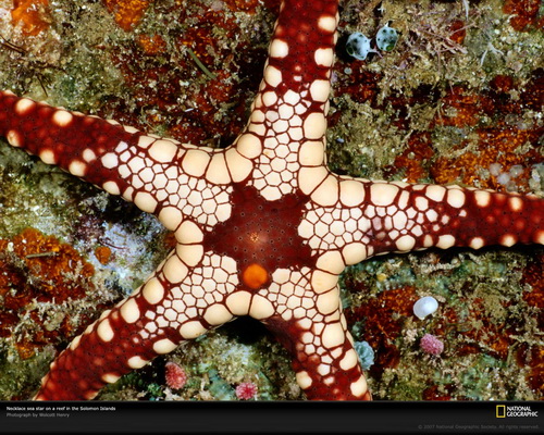 National Geographic ���� 78