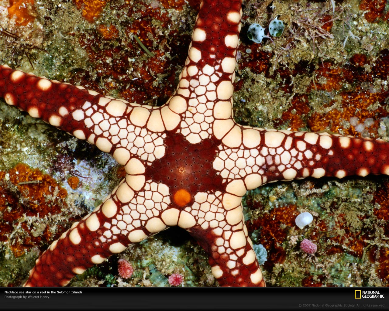 National Geographic :: ���������� 1