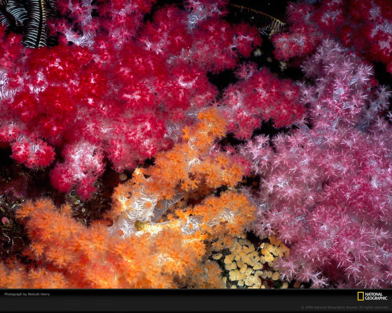 National Geographic :: ���������� 1