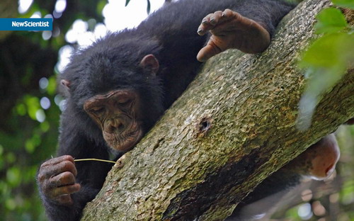 ���� Newscientist ���� 10