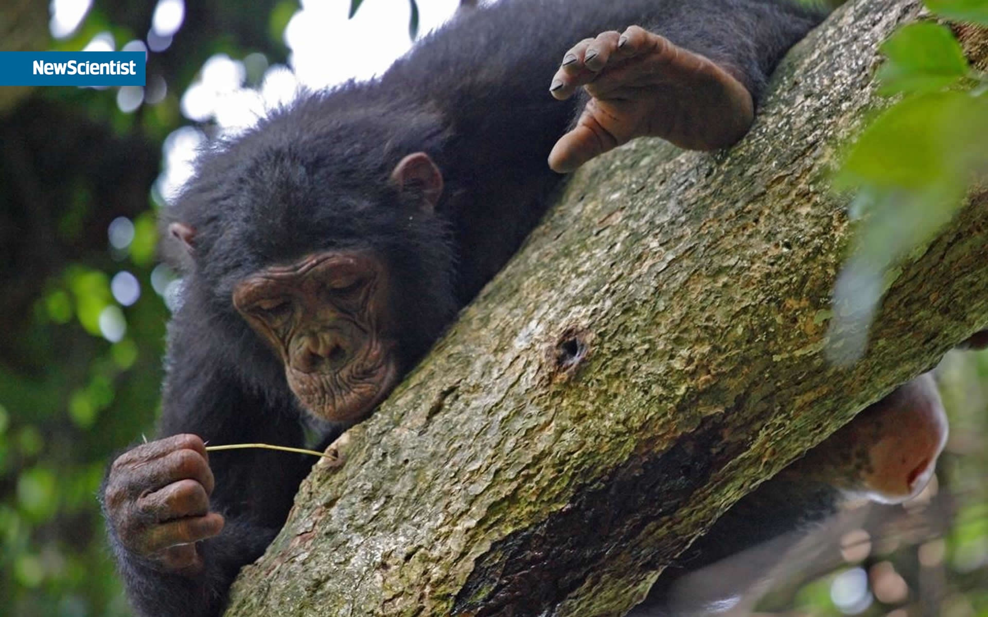 ���� Newscientist :: ���������� 2